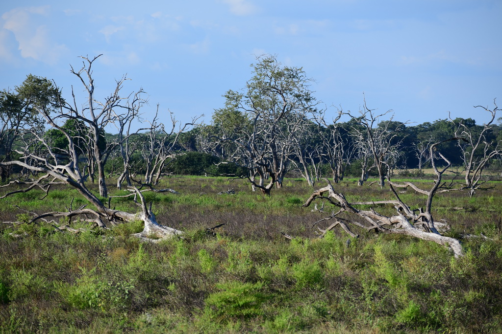 Selous NP